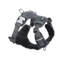 RED DINGO POLSTRET SELE